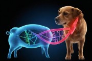 解码生命旋律，人、猪、狗的DNA播放
