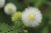 含羞草APP，每天免费三次的奇妙体验