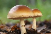 一天可以看25次的蘑菇视频，为何让人如此着迷？