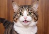 2021猫咪最新地域网名，萌宠文化的网络新潮流
