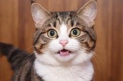 2021猫咪最新地域网名，萌宠文化的网络新潮流