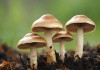蘑菇黑料爆料，揭秘行业背后的隐秘真相