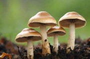 蘑菇黑料爆料，揭秘行业背后的隐秘真相