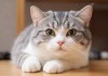 猫咪新区9uu，有你有我足矣！一场关于爱与陪伴的温暖邂逅