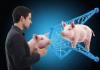 人与猪的DNA，相似与差异背后的科学与伦理思考