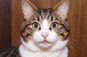 猫咪WWW最新地域网名创意指南，如何为你的爱猫取一个独特又贴切的网络昵称