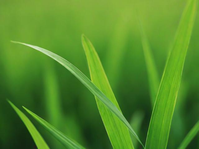 草木人间，从植物生态看生命韧性