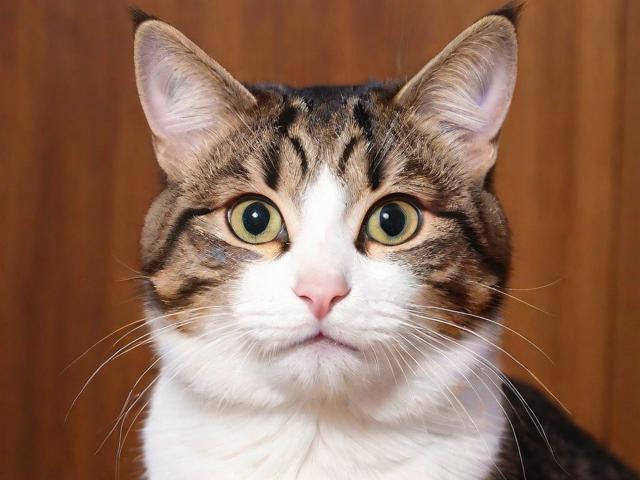 猫咪MV最新永久地域网名叫什么？揭秘网络热梗背后的故事