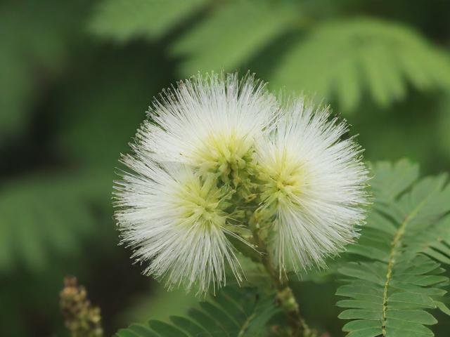含羞草传媒，每天免费三次的IOS娱乐新体验