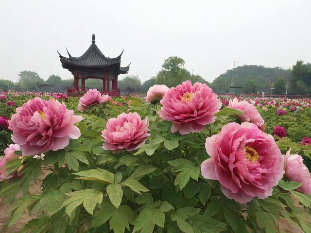 精品国色天香新区卡一卡二，探索数字时代下的文化传承与创新