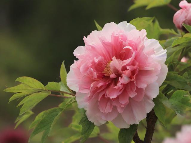 国色天香桃花朵朵开，万事皆胜意迎春来
