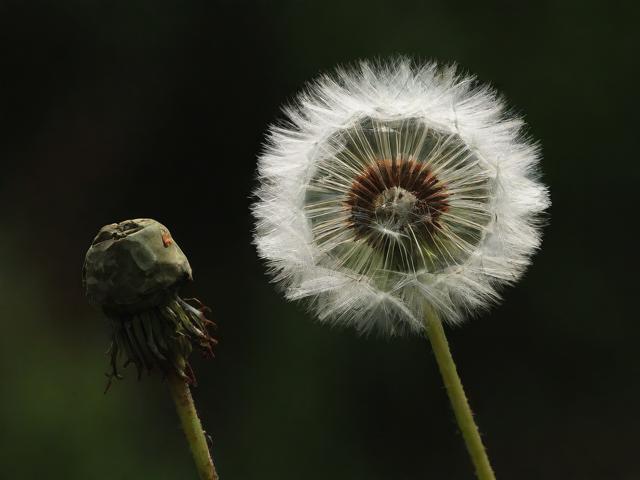 代号含羞草，隐秘行动背后的无声守护者