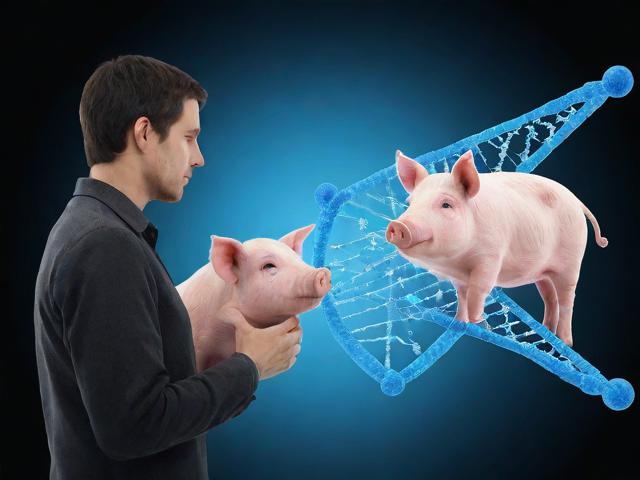 人与猪的DNA，相似与差异背后的科学与伦理思考