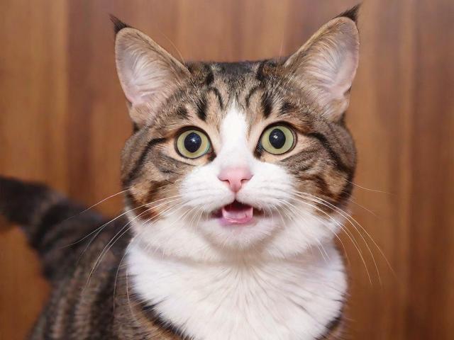 2021猫咪最新地域网名，萌宠文化的网络新潮流