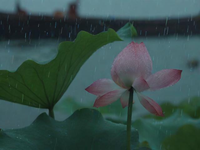 雨荷传情，第十二集 船上的秘密与传承