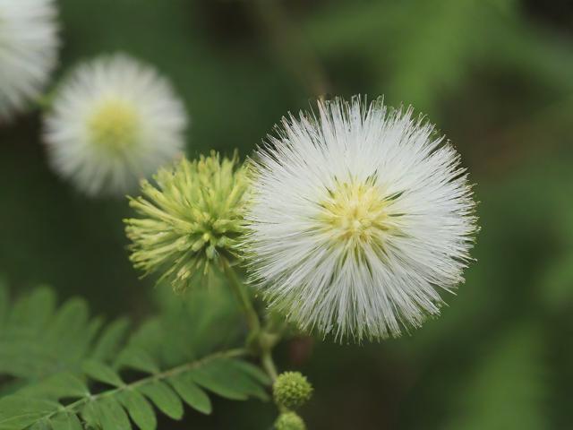 含羞草APP，每天免费三次的奇妙体验
