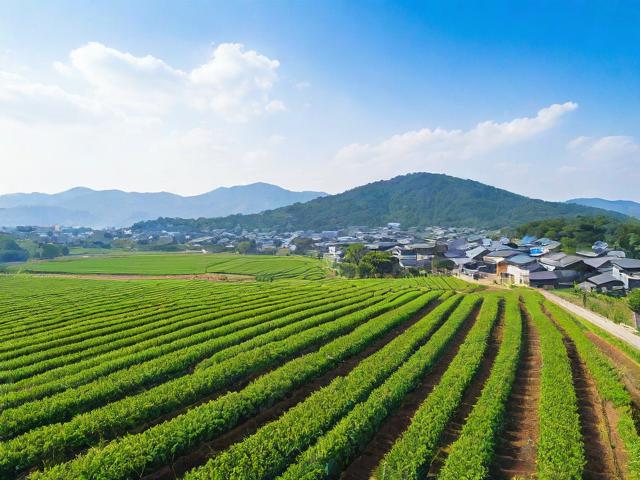 亚洲日本一线产区与二线产区的比较分析