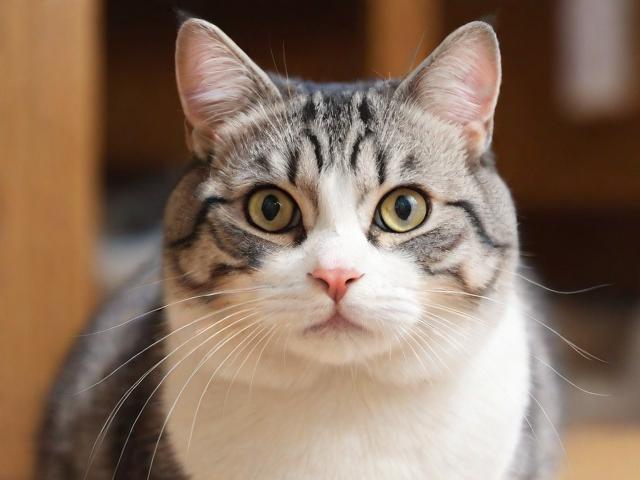 亏猫经济学，当亏损变成一种生存智慧