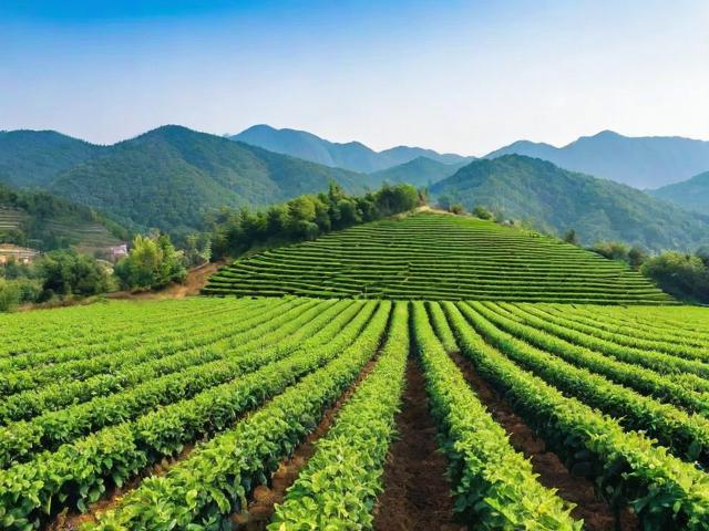 亚洲一线与二线产区，葡萄酒与茶叶产业的区域差异与发展趋势