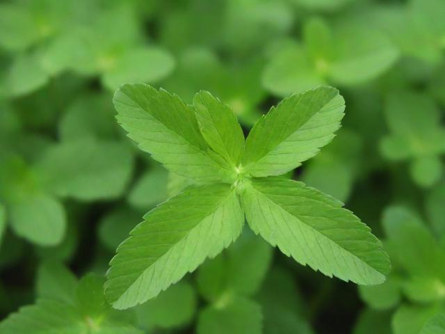 嫩叶草M码与欧洲码的区别，尺码对照与选购指南