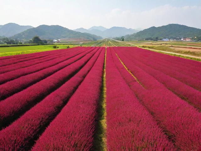 亚洲红花网，连接亚洲花卉产业的数字桥梁